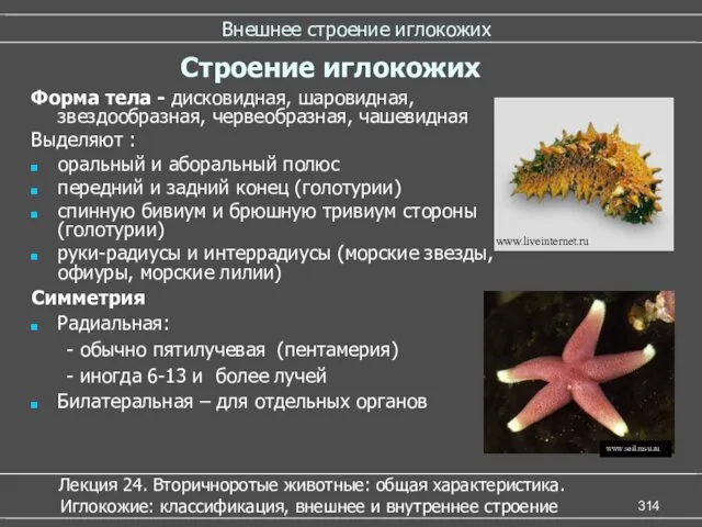 Внешнее строение иглокожих Форма тела - дисковидная, шаровидная, звездообразная, червеобразная,