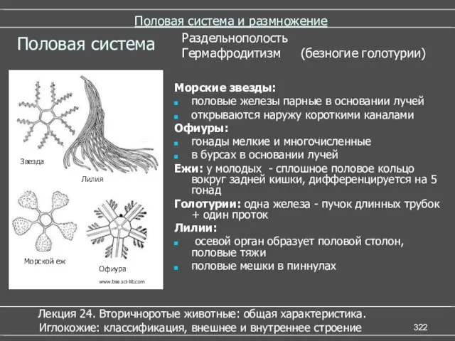 Половая система и размножение Морские звезды: половые железы парные в