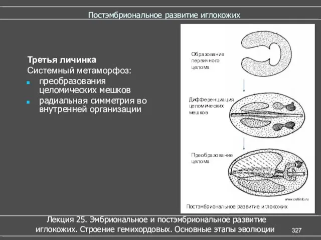 Постэмбриональное развитие иглокожих Третья личинка Системный метаморфоз: преобразования целомических мешков