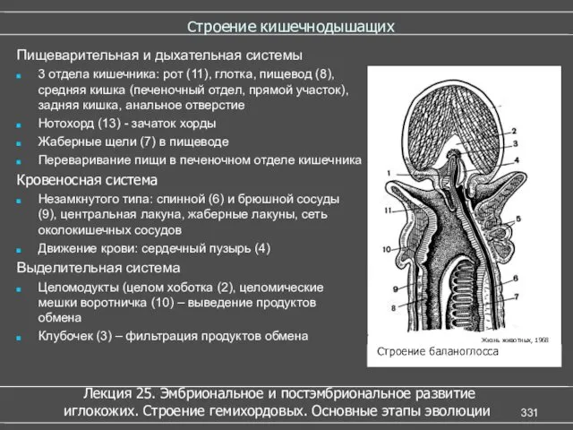 Строение кишечнодышащих Пищеварительная и дыхательная системы 3 отдела кишечника: рот