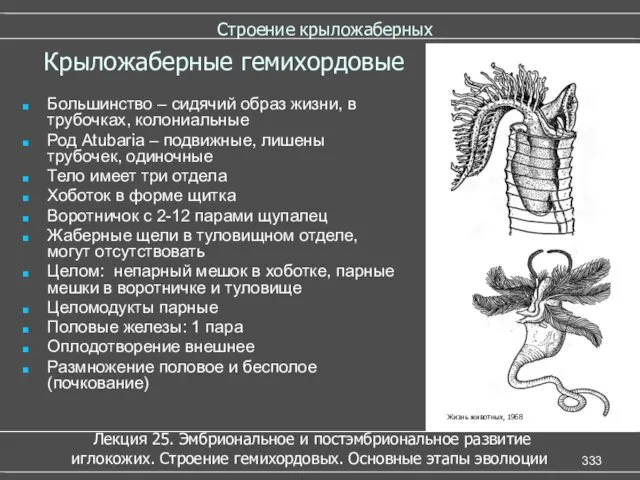 Строение крыложаберных Большинство – сидячий образ жизни, в трубочках, колониальные