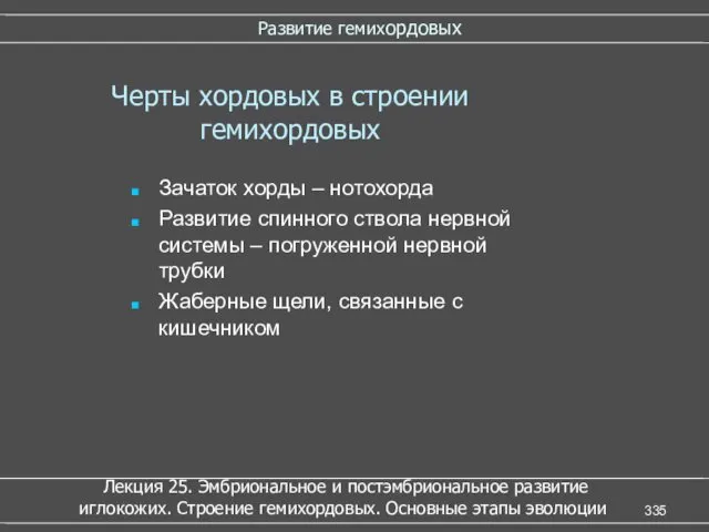 Развитие гемихордовых Зачаток хорды – нотохорда Развитие спинного ствола нервной