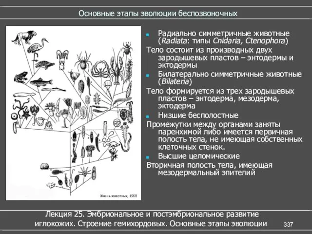 Основные этапы эволюции беспозвоночных Радиально симметричные животные (Radiata: типы Cnidaria,