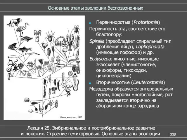 Основные этапы эволюции беспозвоночных Первичноротые (Protostomia) Первичность рта, соответствие его