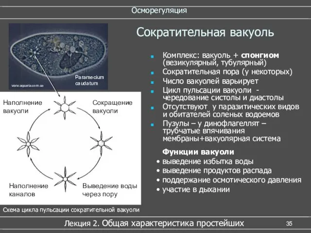 Осморегуляция Комплекс: вакуоль + спонгиом (везикулярный, тубулярный) Сократительная пора (у