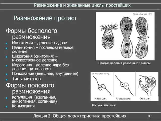 Размножение и жизненные циклы простейших Формы бесполого размножения Монотомия –