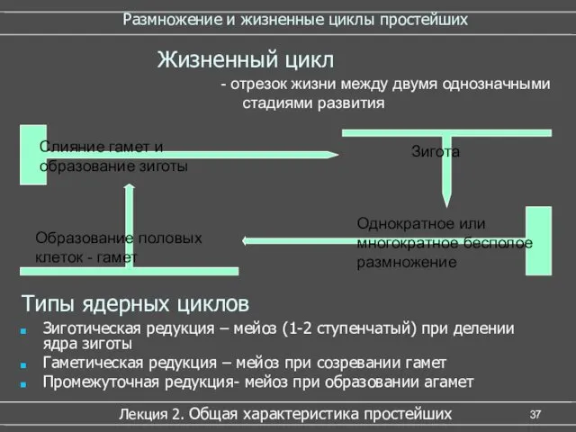 Размножение и жизненные циклы простейших Типы ядерных циклов Зиготическая редукция