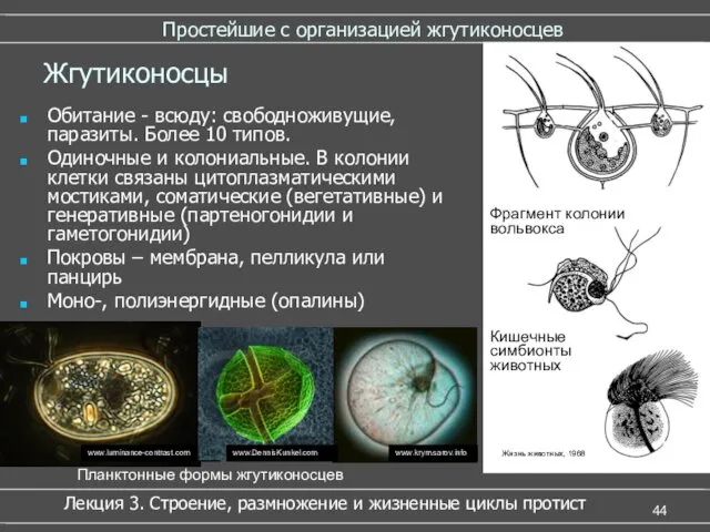 Простейшие с организацией жгутиконосцев Обитание - всюду: свободноживущие, паразиты. Более