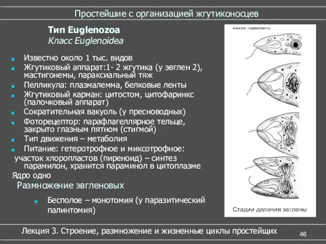 Простейшие с организацией жгутиконосцев Известно около 1 тыс. видов Жгутиковый