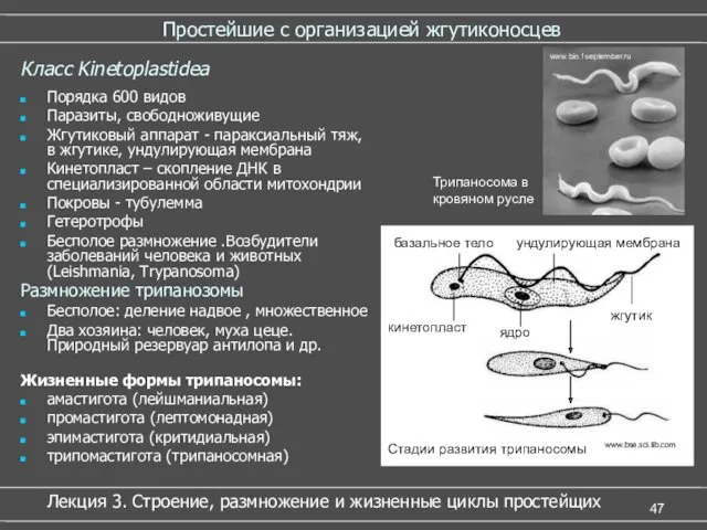 Простейшие с организацией жгутиконосцев Порядка 600 видов Паразиты, свободноживущие Жгутиковый