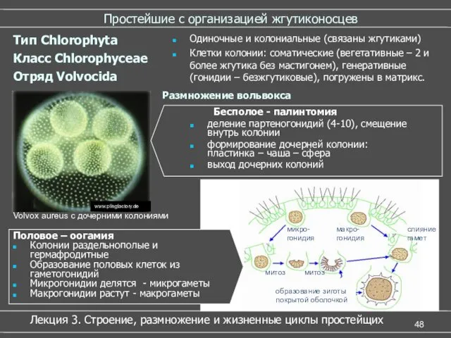 Простейшие с организацией жгутиконосцев Бесполое - палинтомия деление партеногонидий (4-10),