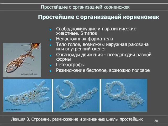 Простейшие с организацией корненожек Свободноживущие и паразитические животные. 6 типов