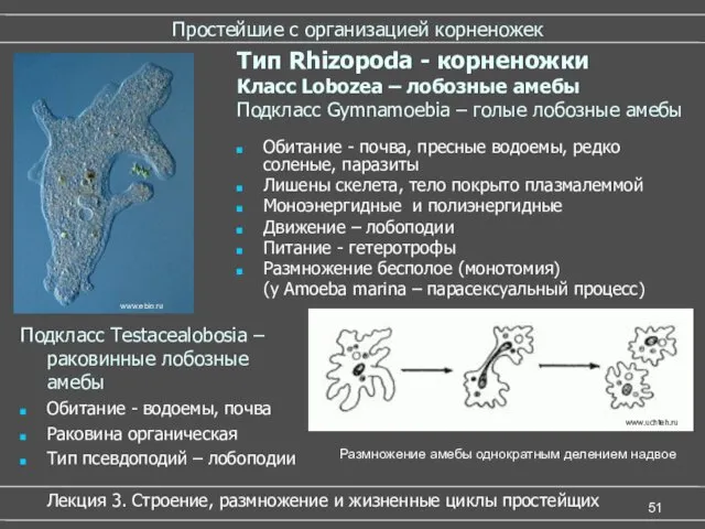 Простейшие с организацией корненожек Обитание - почва, пресные водоемы, редко