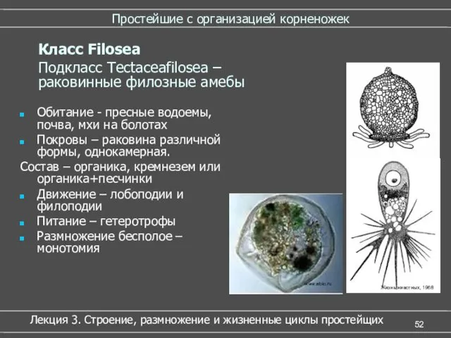 Простейшие с организацией корненожек Обитание - пресные водоемы, почва, мхи