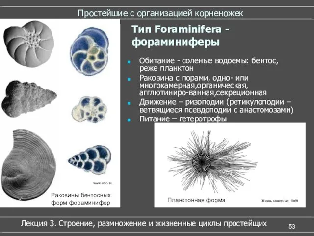 Простейшие с организацией корненожек Обитание - соленые водоемы: бентос, реже