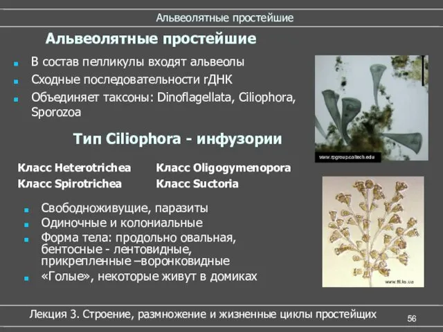 Альвеолятные простейшие Cвободноживущие, паразиты Одиночные и колониальные Форма тела: продольно