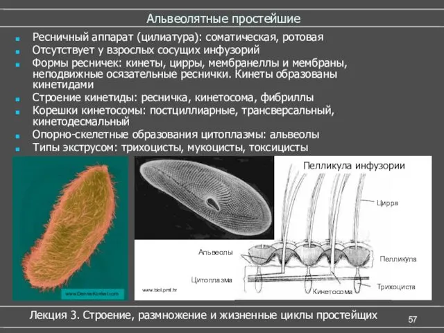 Альвеолятные простейшие Ресничный аппарат (цилиатура): соматическая, ротовая Отсутствует у взрослых