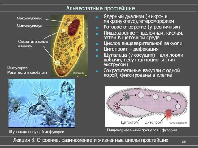 Альвеолятные простейшие Ядерный дуализм (микро- и макронуклеус),гетероморфизм Ротовое отверстие (у