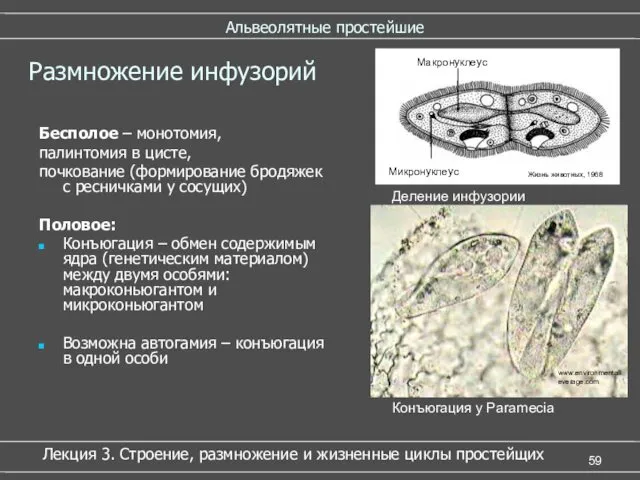 Альвеолятные простейшие Бесполое – монотомия, палинтомия в цисте, почкование (формирование