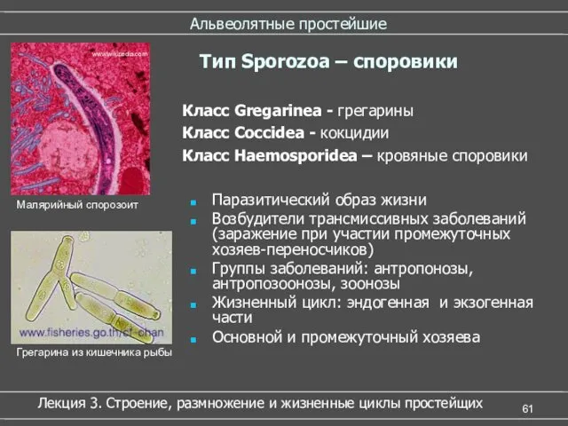 Альвеолятные простейшие Паразитический образ жизни Возбудители трансмиссивных заболеваний (заражение при