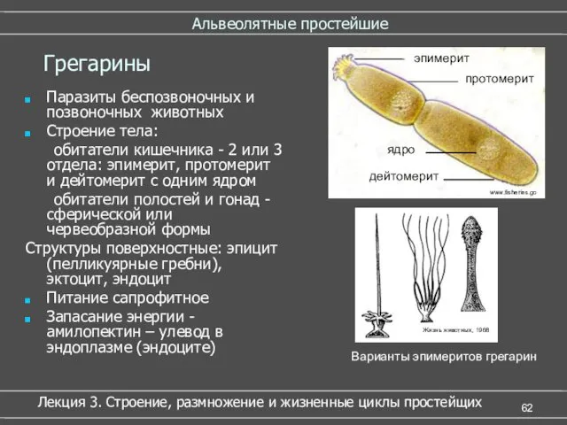 Альвеолятные простейшие Паразиты беспозвоночных и позвоночных животных Строение тела: обитатели