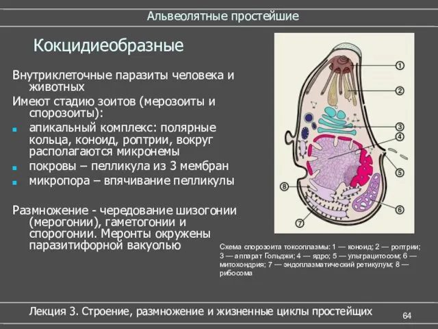 Внутриклеточные паразиты человека и животных Имеют стадию зоитов (мерозоиты и