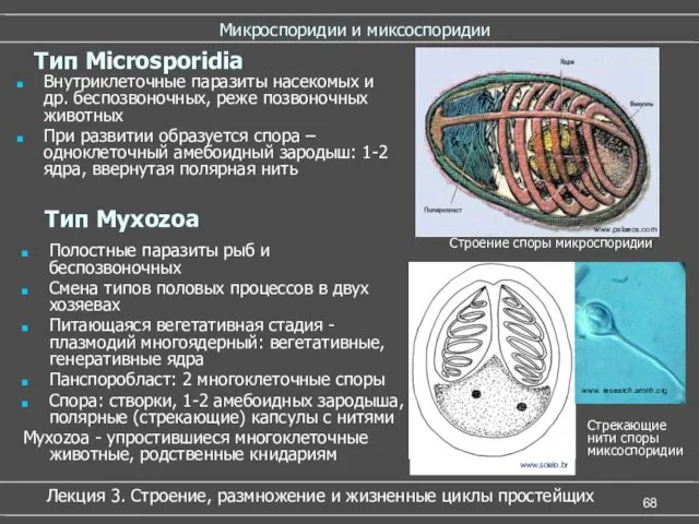 Микроспоридии и миксоспоридии Полостные паразиты рыб и беспозвоночных Смена типов