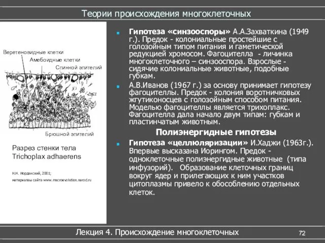 Теории происхождения многоклеточных Гипотеза «синзооспоры» А.А.Захваткина (1949 г.). Предок -