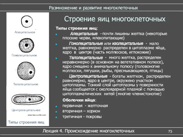 Размножение и развитие многоклеточных Типы строения яиц: Алецитальные - почти