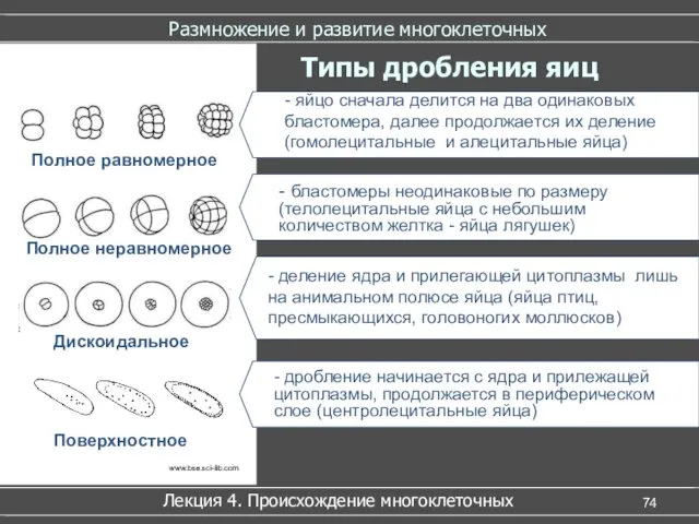 Размножение и развитие многоклеточных Лекция 4. Происхождение многоклеточных Типы дробления