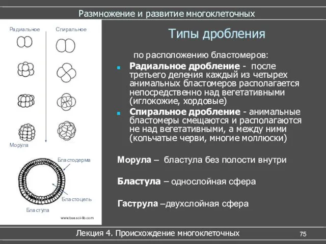 Размножение и развитие многоклеточных по расположению бластомеров: Радиальное дробление -