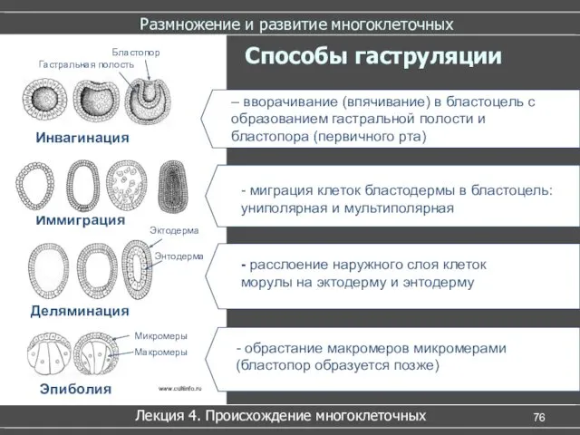 Размножение и развитие многоклеточных Лекция 4. Происхождение многоклеточных Способы гаструляции Инвагинация Иммиграция Деляминация Эпиболия www.cultinfo.ru