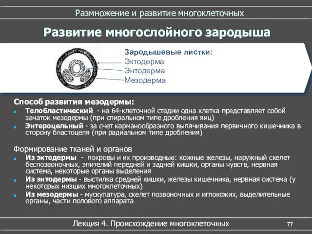 Размножение и развитие многоклеточных Способ развития мезодермы: Телобластический - на