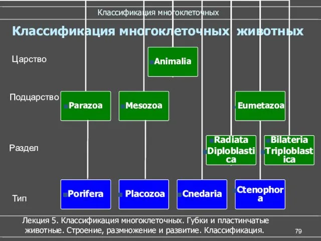 Классификация многоклеточных Классификация многоклеточных животных Подцарство Царство Раздел Тип Лекция