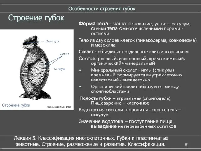 Особенности строения губок Строение губок Строение губки Атриум У Оскулум