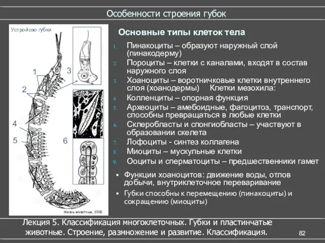 Особенности строения губок Основные типы клеток тела Пинакоциты – образуют