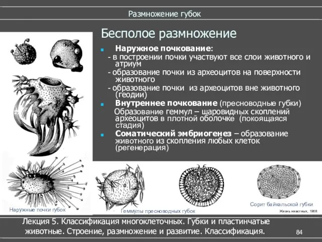 Размножение губок Бесполое размножение Наружное почкование: - в построении почки