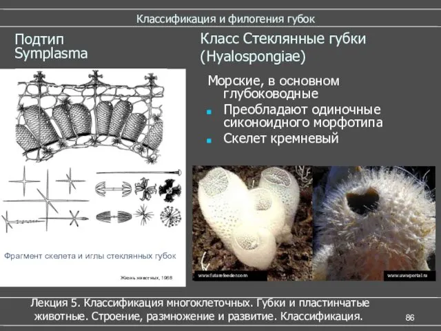 Классификация и филогения губок Класс Стеклянные губки (Hyalospongiae) Фрагмент скелета