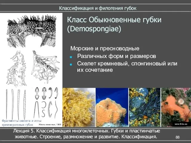 Классификация и филогения губок Класс Обыкновенные губки (Demospongiae) Морские и