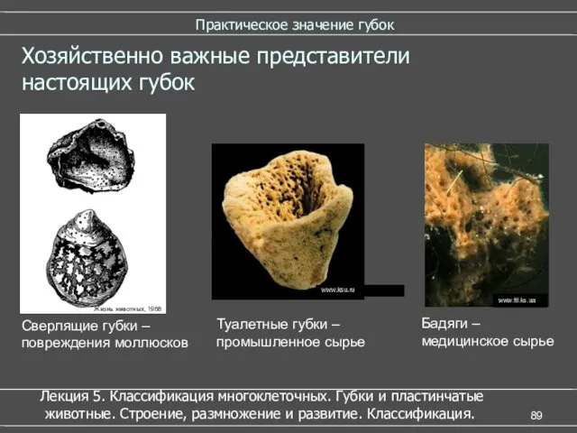 Практическое значение губок Хозяйственно важные представители настоящих губок Сверлящие губки