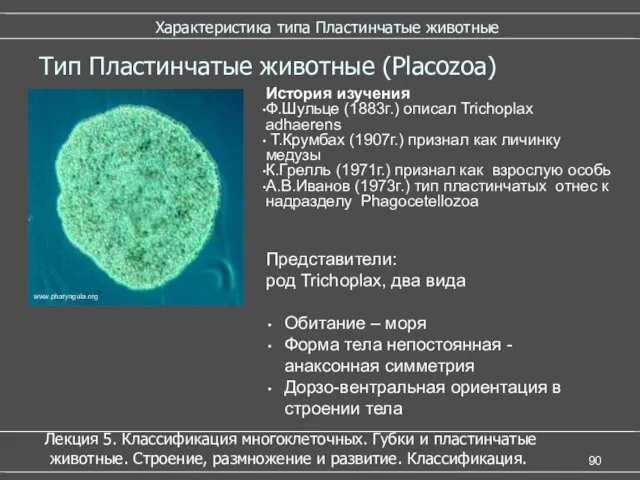 Характеристика типа Пластинчатые животные Тип Пластинчатые животные (Placozoa) История изучения