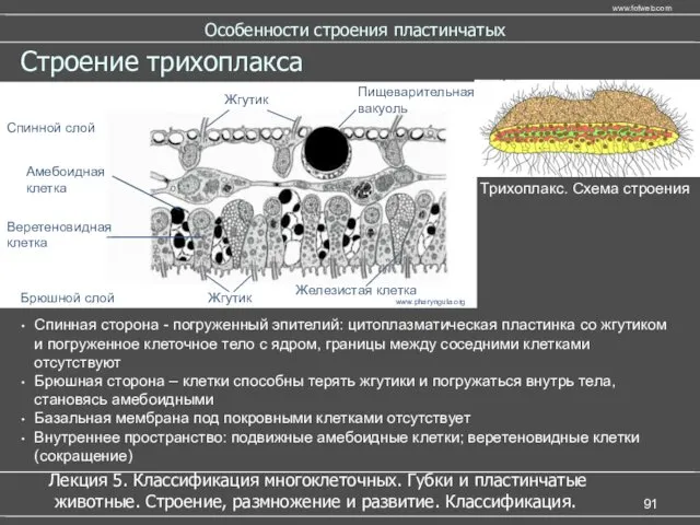 Особенности строения пластинчатых Строение трихоплакса Спинная сторона - погруженный эпителий: