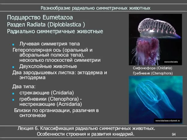 Разнообразие радиально симметричных животных Лекция 6. Классификация радиально симметричных животных.