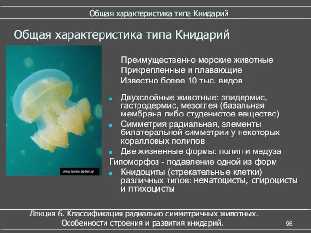 Общая характеристика типа Книдарий Общая характеристика типа Книдарий Двухслойные животные: