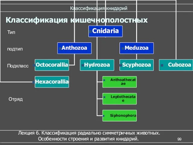 Классификация книдарий Классификация кишечнополостных Тип подтип Подкласс Отряд Лекция 6.