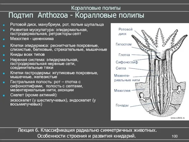 Коралловые полипы Подтип Anthozoa - Коралловые полипы Глотка Гипостом www.cultinfo.ru