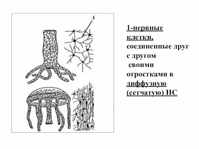 1-нервные клетки, соединенные друг с другом своими отростками в диффузную (сетчатую) НС
