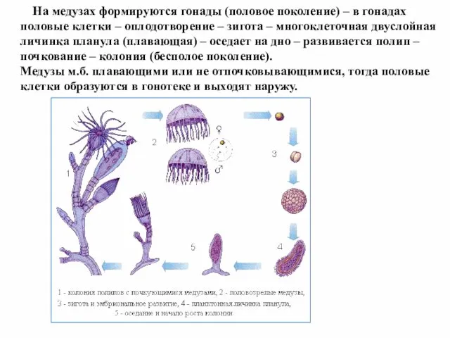 На медузах формируются гонады (половое поколение) – в гонадах половые