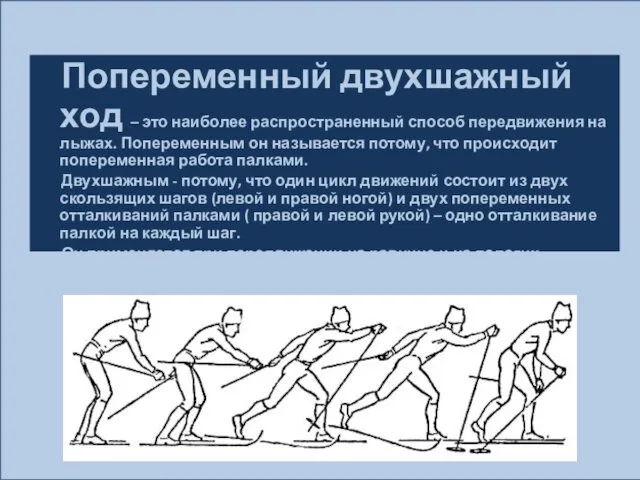 Попеременный двухшажный ход – это наиболее распространенный способ передвижения на