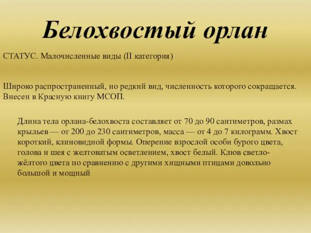 Белохвостый орлан СТАТУС. Малочисленные виды (II категория) Широко распространенный, но